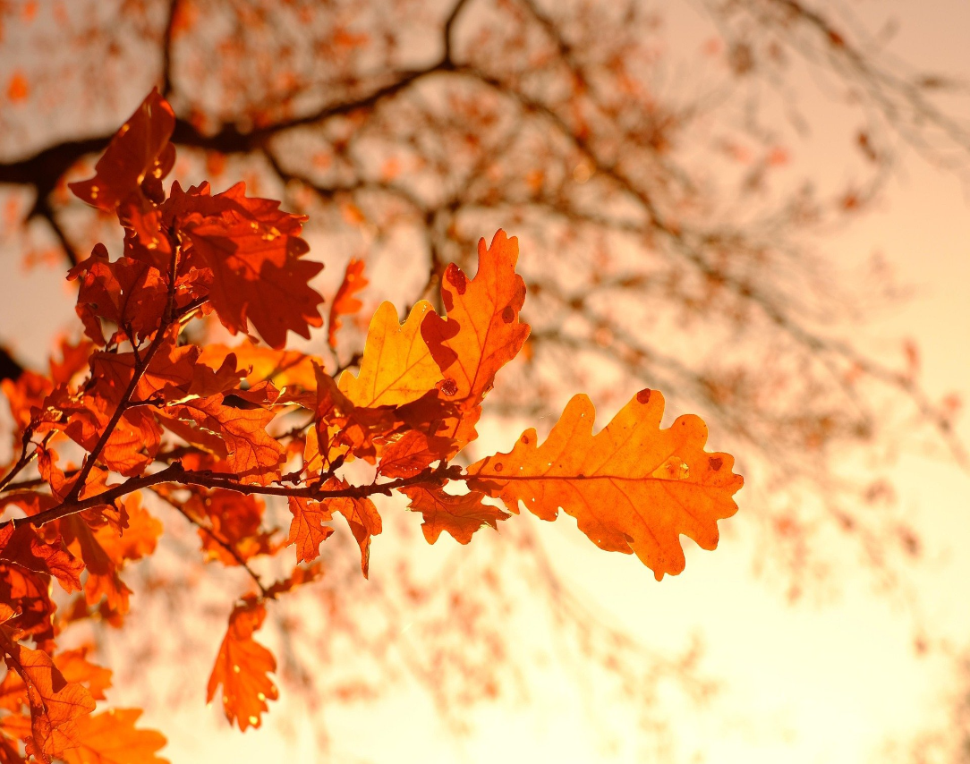 Orange leaves on branch against a sunlit sky