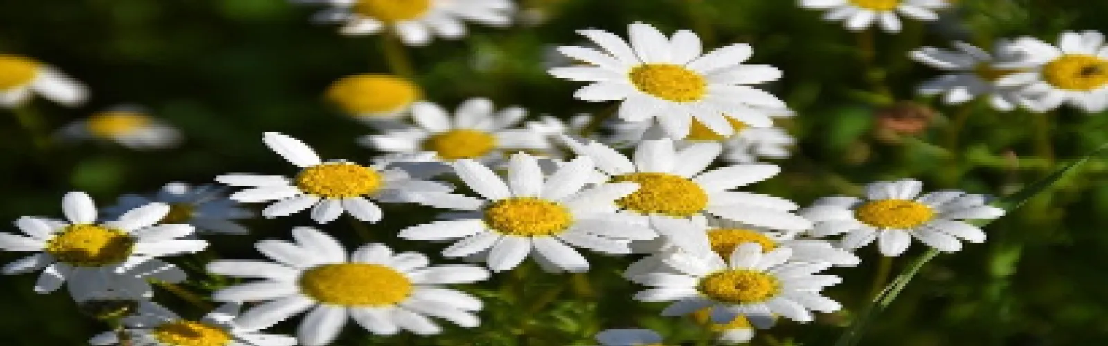 Daisies with leaves